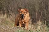 TOSA INU 473